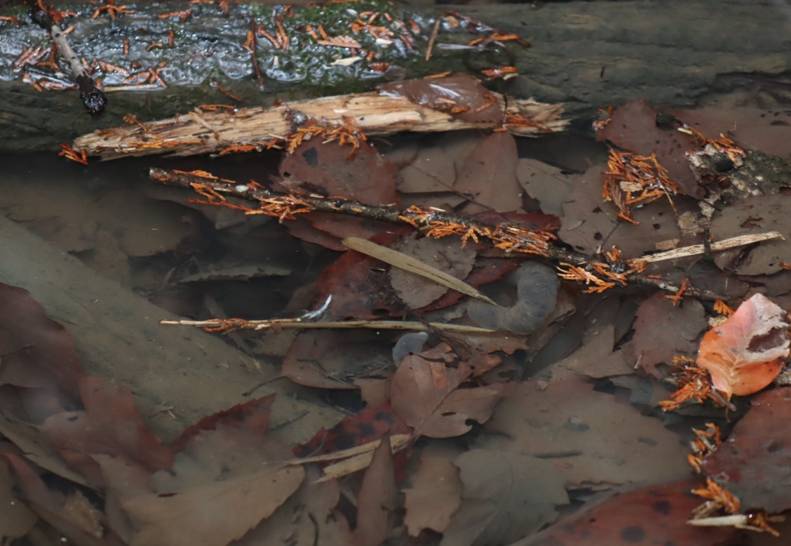 里山Y 林道を下った藪中にある水溜まり ”やや潤っている” トウキョウサンショウウオの卵塊_2022年3月24日17時頃_気温12度
